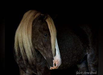 Cob Irlandese / Tinker / Gypsy Vanner, Castrone, 4 Anni, 142 cm