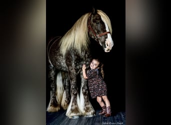 Cob Irlandese / Tinker / Gypsy Vanner, Castrone, 4 Anni, 142 cm