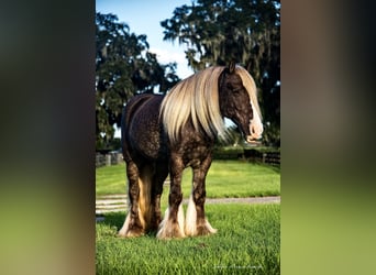 Cob Irlandese / Tinker / Gypsy Vanner, Castrone, 4 Anni, 142 cm