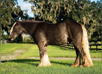 Cob Irlandese / Tinker / Gypsy Vanner, Castrone, 4 Anni, 142 cm