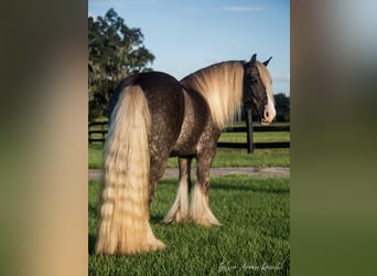 Cob Irlandese / Tinker / Gypsy Vanner, Castrone, 4 Anni, 142 cm