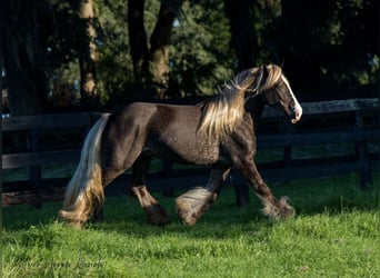 Cob Irlandese / Tinker / Gypsy Vanner, Castrone, 4 Anni, 142 cm