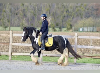 Cob Irlandese / Tinker / Gypsy Vanner, Castrone, 4 Anni, 142 cm, Pezzato