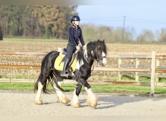 Cob Irlandese / Tinker / Gypsy Vanner, Castrone, 4 Anni, 142 cm, Pezzato