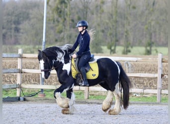 Cob Irlandese / Tinker / Gypsy Vanner, Castrone, 4 Anni, 142 cm, Pezzato