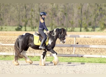 Cob Irlandese / Tinker / Gypsy Vanner, Castrone, 4 Anni, 142 cm, Pezzato