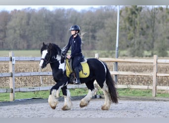 Cob Irlandese / Tinker / Gypsy Vanner, Castrone, 4 Anni, 142 cm, Pezzato