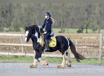 Cob Irlandese / Tinker / Gypsy Vanner, Castrone, 4 Anni, 142 cm, Pezzato