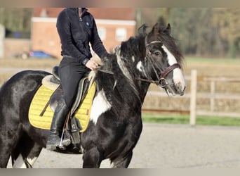 Cob Irlandese / Tinker / Gypsy Vanner, Castrone, 4 Anni, 142 cm, Pezzato