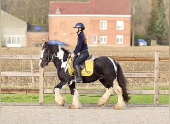 Cob Irlandese / Tinker / Gypsy Vanner, Castrone, 4 Anni, 142 cm, Pezzato