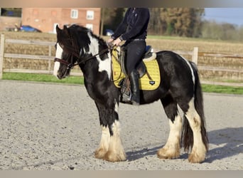 Cob Irlandese / Tinker / Gypsy Vanner, Castrone, 4 Anni, 142 cm, Pezzato