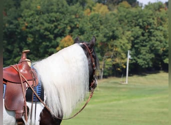 Cob Irlandese / Tinker / Gypsy Vanner, Castrone, 4 Anni, 142 cm, Tobiano-tutti i colori