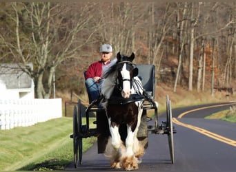 Cob Irlandese / Tinker / Gypsy Vanner, Castrone, 4 Anni, 142 cm, Tobiano-tutti i colori