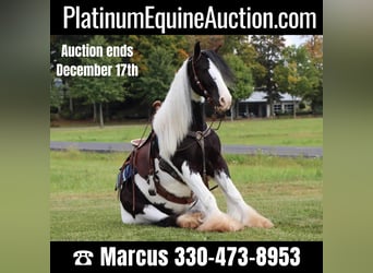 Cob Irlandese / Tinker / Gypsy Vanner, Castrone, 4 Anni, 142 cm, Tobiano-tutti i colori