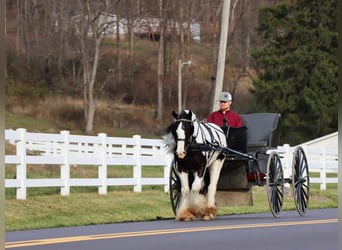 Cob Irlandese / Tinker / Gypsy Vanner, Castrone, 4 Anni, 142 cm, Tobiano-tutti i colori