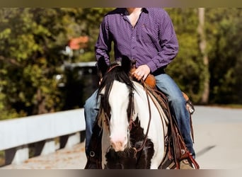 Cob Irlandese / Tinker / Gypsy Vanner, Castrone, 4 Anni, 142 cm, Tobiano-tutti i colori