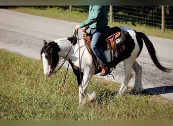 Cob Irlandese / Tinker / Gypsy Vanner, Castrone, 4 Anni, 142 cm, Tobiano-tutti i colori