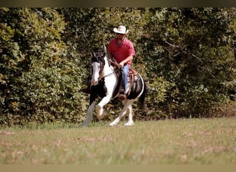 Cob Irlandese / Tinker / Gypsy Vanner, Castrone, 4 Anni, 142 cm, Tobiano-tutti i colori