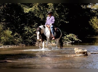 Cob Irlandese / Tinker / Gypsy Vanner, Castrone, 4 Anni, 142 cm, Tobiano-tutti i colori