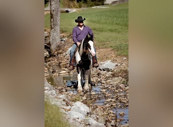 Cob Irlandese / Tinker / Gypsy Vanner, Castrone, 4 Anni, 142 cm, Tobiano-tutti i colori