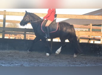 Cob Irlandese / Tinker / Gypsy Vanner, Castrone, 4 Anni, 145 cm, Morello