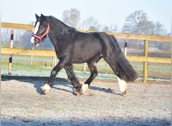 Cob Irlandese / Tinker / Gypsy Vanner, Castrone, 4 Anni, 145 cm, Morello