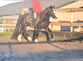 Cob Irlandese / Tinker / Gypsy Vanner, Castrone, 4 Anni, 145 cm, Morello