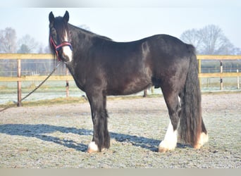 Cob Irlandese / Tinker / Gypsy Vanner, Castrone, 4 Anni, 145 cm, Morello