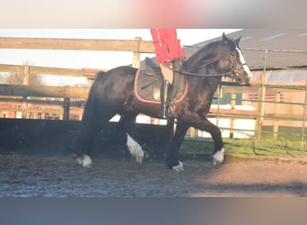 Cob Irlandese / Tinker / Gypsy Vanner, Castrone, 4 Anni, 145 cm, Morello