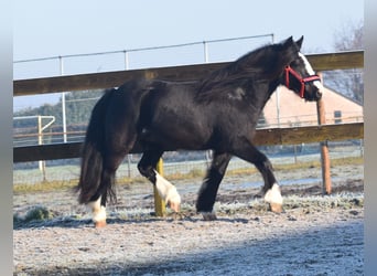 Cob Irlandese / Tinker / Gypsy Vanner, Castrone, 4 Anni, 145 cm, Morello