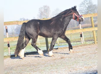 Cob Irlandese / Tinker / Gypsy Vanner, Castrone, 4 Anni, 145 cm, Morello