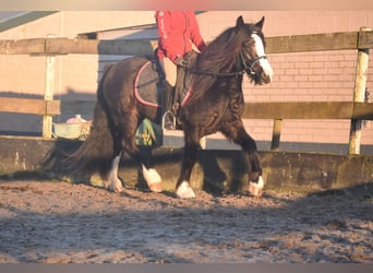 Cob Irlandese / Tinker / Gypsy Vanner, Castrone, 4 Anni, 145 cm, Morello