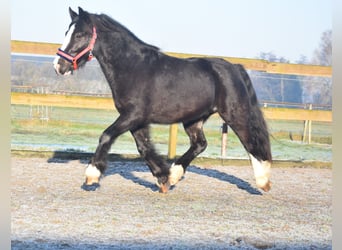 Cob Irlandese / Tinker / Gypsy Vanner, Castrone, 4 Anni, 145 cm, Morello