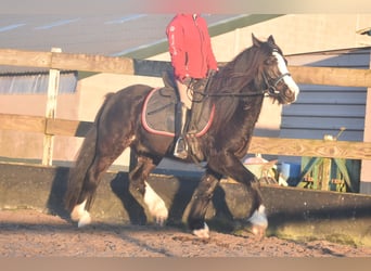 Cob Irlandese / Tinker / Gypsy Vanner, Castrone, 4 Anni, 145 cm, Morello