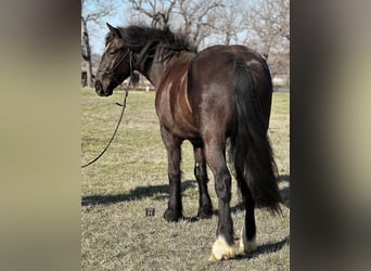 Cob Irlandese / Tinker / Gypsy Vanner, Castrone, 4 Anni, 145 cm, Morello