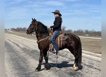 Cob Irlandese / Tinker / Gypsy Vanner, Castrone, 4 Anni, 145 cm, Morello