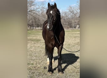 Cob Irlandese / Tinker / Gypsy Vanner, Castrone, 4 Anni, 145 cm, Morello