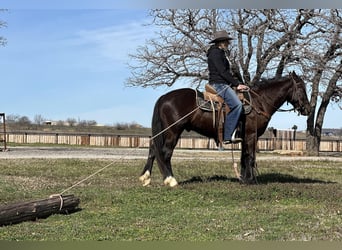 Cob Irlandese / Tinker / Gypsy Vanner, Castrone, 4 Anni, 145 cm, Morello