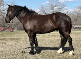 Cob Irlandese / Tinker / Gypsy Vanner, Castrone, 4 Anni, 145 cm, Morello