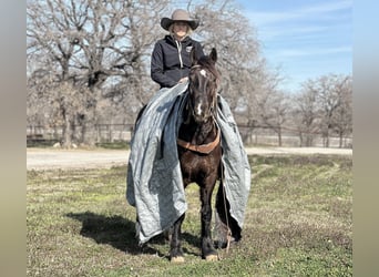 Cob Irlandese / Tinker / Gypsy Vanner, Castrone, 4 Anni, 145 cm, Morello