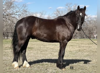 Cob Irlandese / Tinker / Gypsy Vanner, Castrone, 4 Anni, 145 cm, Morello