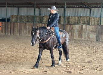 Cob Irlandese / Tinker / Gypsy Vanner, Castrone, 4 Anni, 145 cm, Morello