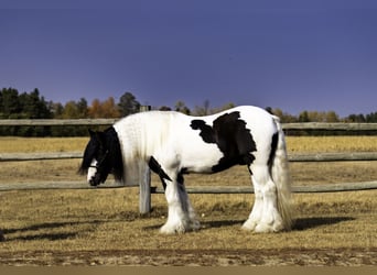 Cob Irlandese / Tinker / Gypsy Vanner, Castrone, 4 Anni, 145 cm