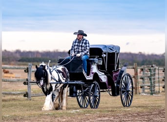 Cob Irlandese / Tinker / Gypsy Vanner, Castrone, 4 Anni, 145 cm