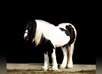 Cob Irlandese / Tinker / Gypsy Vanner, Castrone, 4 Anni, 145 cm