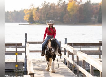 Cob Irlandese / Tinker / Gypsy Vanner, Castrone, 4 Anni, 145 cm