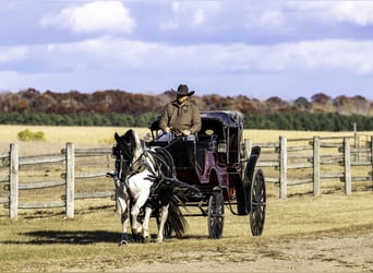 Cob Irlandese / Tinker / Gypsy Vanner, Castrone, 4 Anni, 145 cm