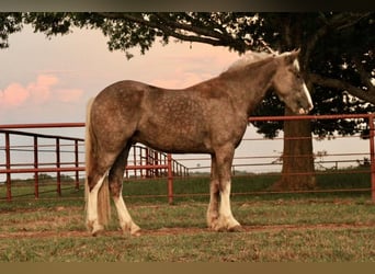 Cob Irlandese / Tinker / Gypsy Vanner Mix, Castrone, 4 Anni, 145 cm, Sauro scuro