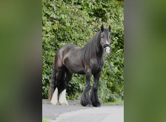 Cob Irlandese / Tinker / Gypsy Vanner, Castrone, 4 Anni, 146 cm, Morello