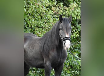 Cob Irlandese / Tinker / Gypsy Vanner, Castrone, 4 Anni, 146 cm, Morello